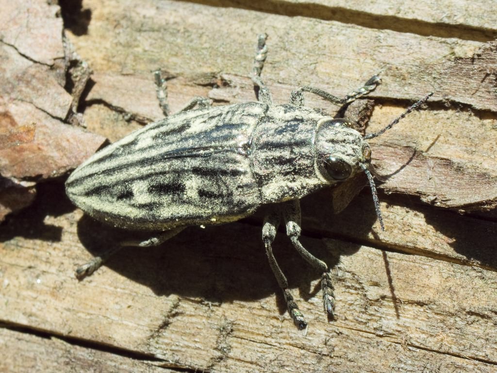 Chalcophora mariana (Linnaeus, 1758)